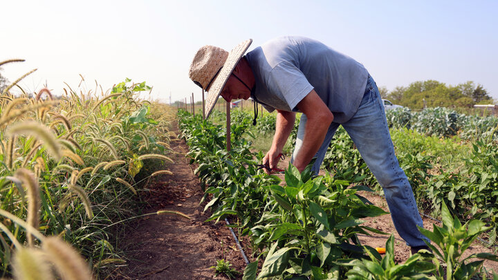 Gary Fehr, owner of Green School Farms in Raymond, harvests bell peppers.